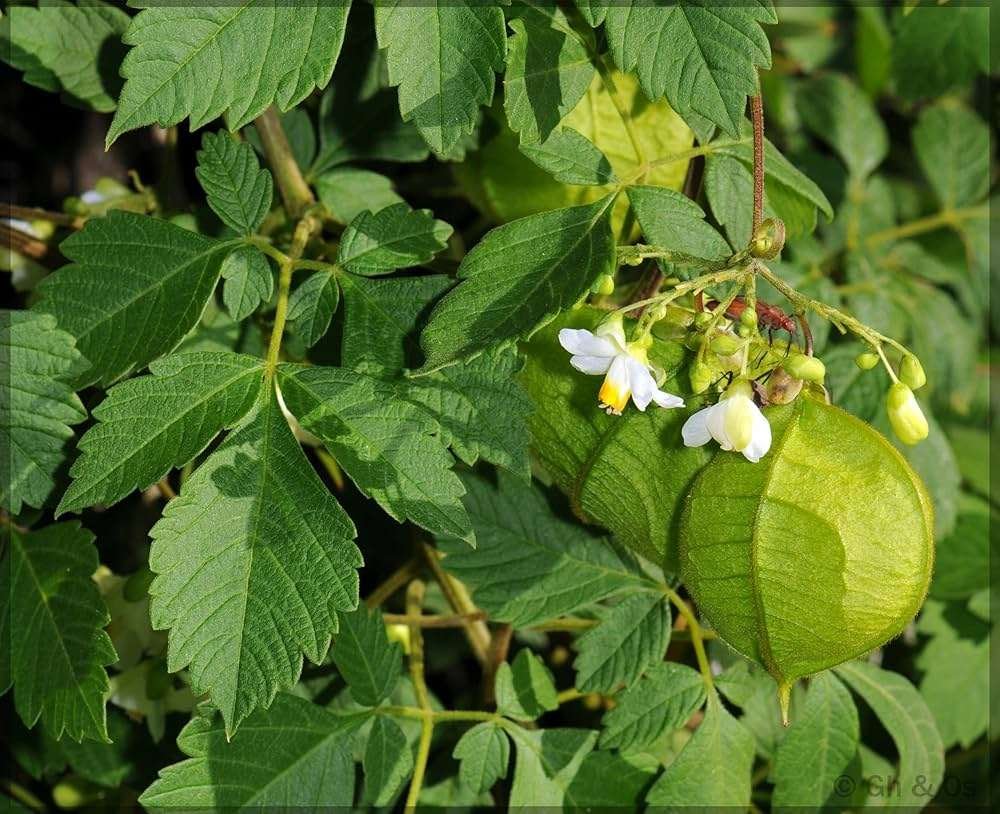 Balloon Vine Flower